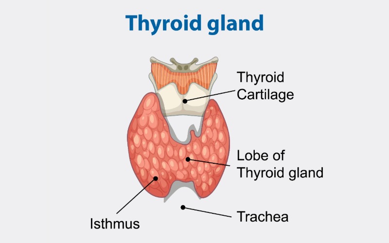 An anatomical illustration of the human thyroid gland located in the neck. The diagram labels the thyroid cartilage at the top, the butterfly-shaped lobe of the thyroid gland, the isthmus connecting the two lobes, and the trachea (windpipe) situated behind the gland.